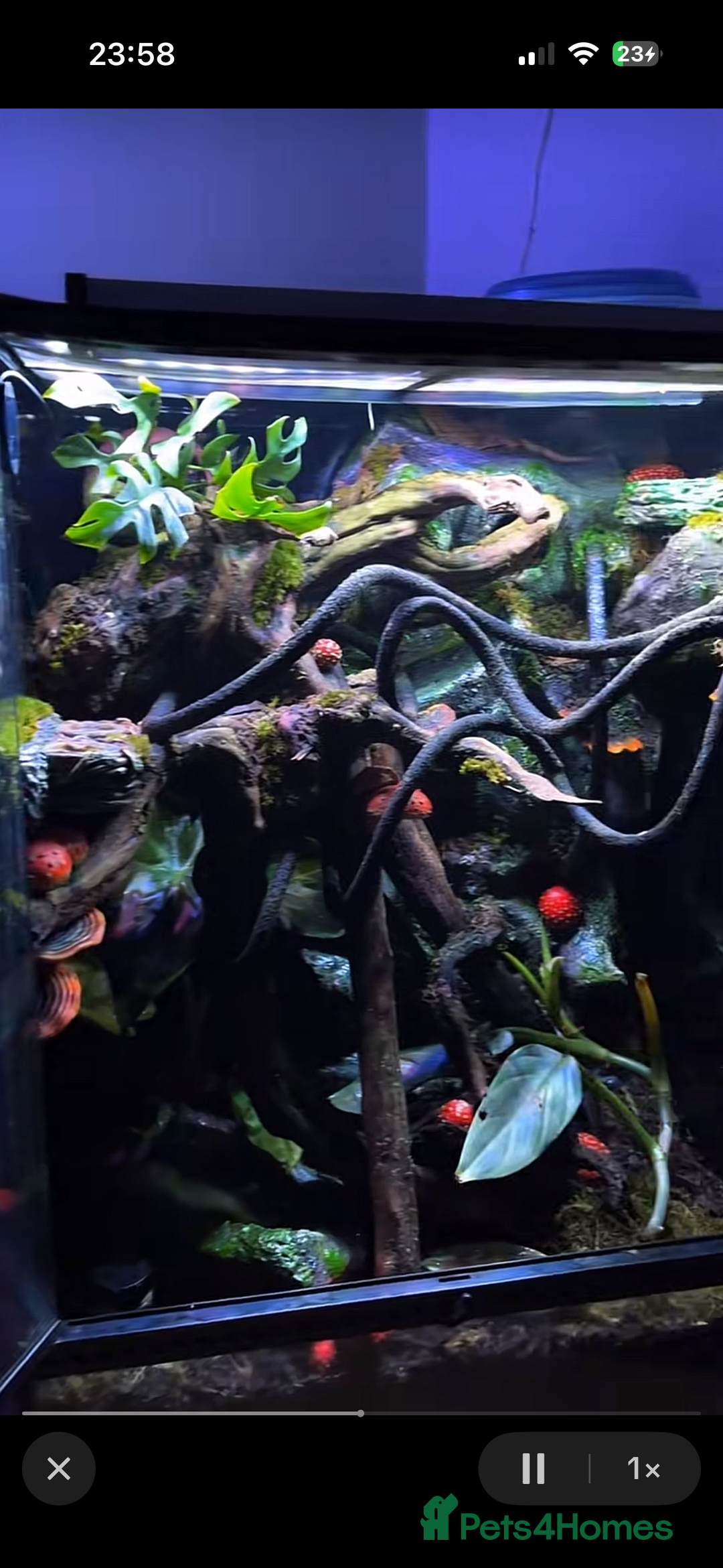 Gecko reptiles for sale: Exo terra 60x45x90 + trio of crested geckos  - Advert 13