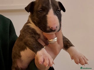 English Bull Terrier dogs K.C Reg Champion line EBT Puppies - Advert 2