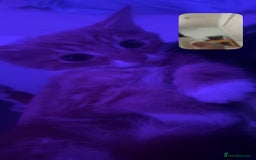 Domestic Shorthair cats for sale: Orange Fluffballs 💕💕 - Image 6