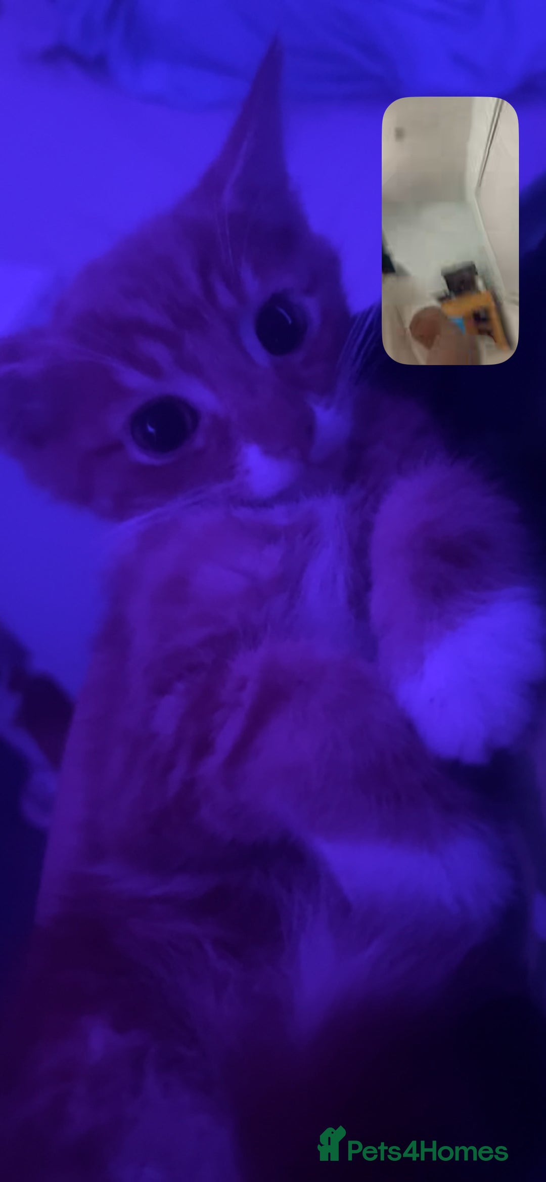 Domestic Shorthair cats for sale: Orange Fluffballs 💕💕 - Image 6