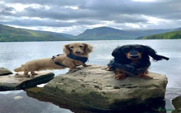 Miniature Dachshund dogs for sale: KC reg long haired mini dachshunds  - Image 9