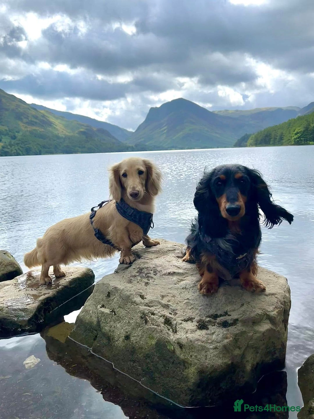 Miniature Dachshund dogs for sale: KC reg long haired mini dachshunds  - Image 9