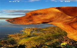 Labrador Retriever dogs for sale: Labrador Puppies Looking for Their Forever Homes!  - Image 26
