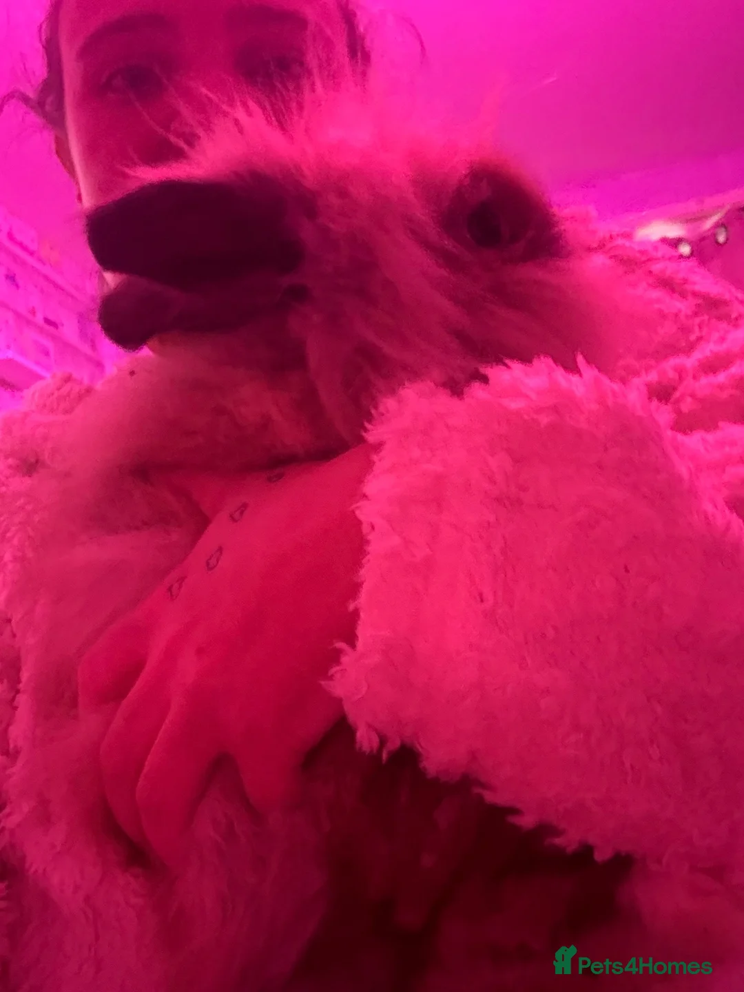 Lionhead rabbits for sale: Two female lionheads  - Advert 9