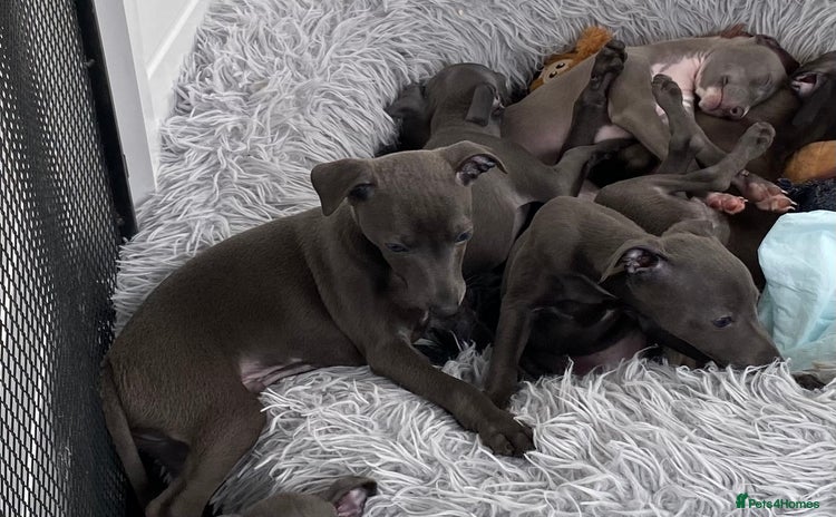Italian Greyhound dogs - Advert 1