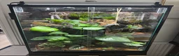 Frog reptiles for sale: Bioactive Vivarium in Sutton-in-Ashfield - Advert 6