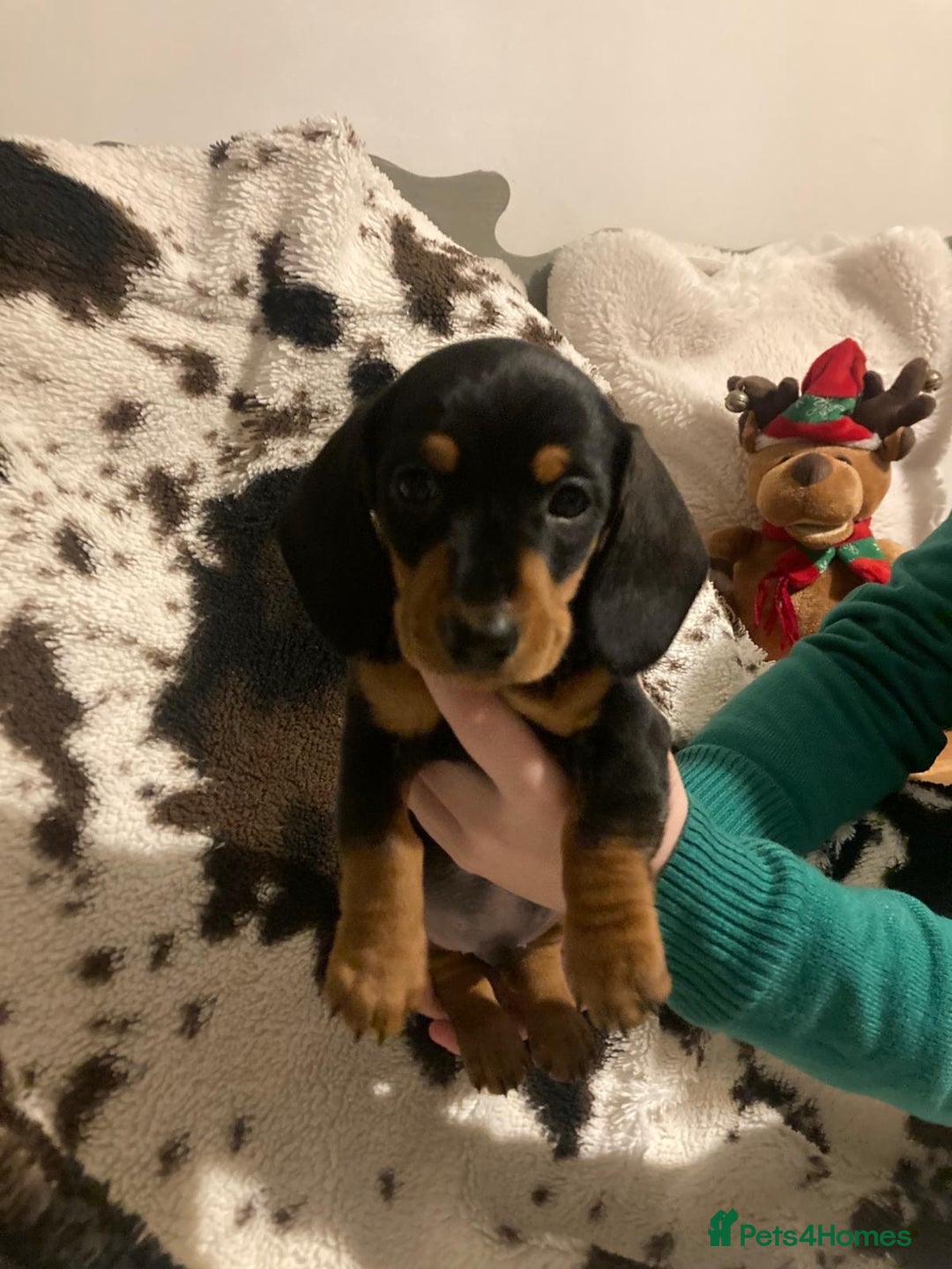 Miniature Dachshund dogs for sale: 3 Beautiful Miniature Dachshund Puppies - Advert 3