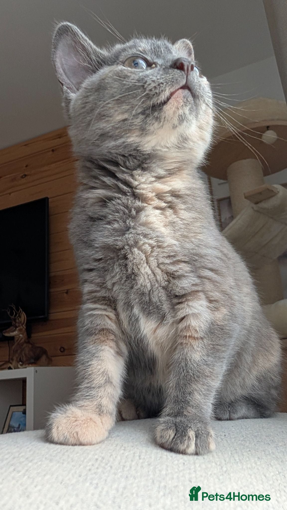 Ragdoll cats Beautiful half/ragdoll kitten  - Advert 17