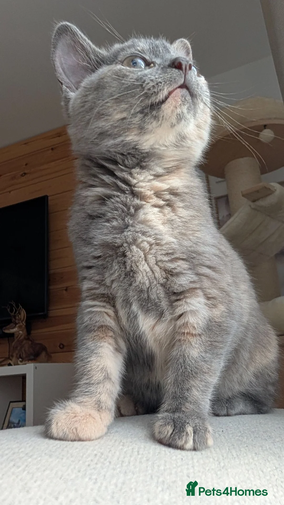 Ragdoll cats for sale: Beautiful half/ragdoll kitten  - Advert 1