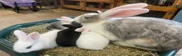 Mixed Breed rabbits for sale: Continental Giant X Giant Papillon Babies  - Advert 5