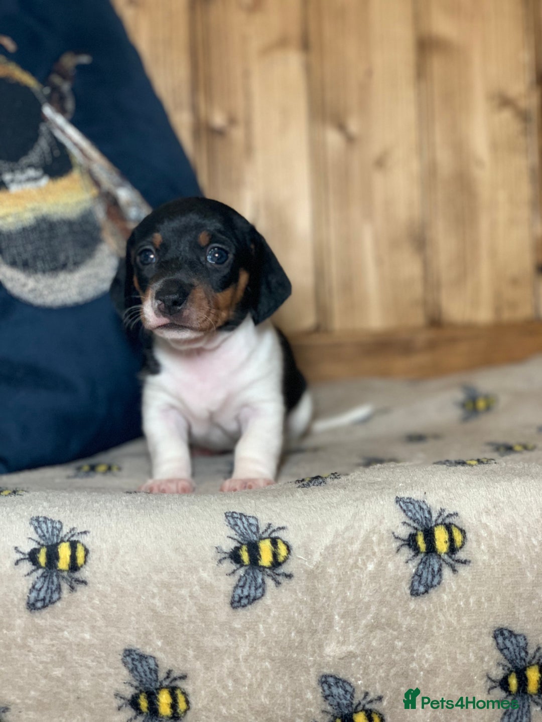 Miniature Dachshund dogs for sale: Beautiful mini dachshund puppies pra clear - Image 9