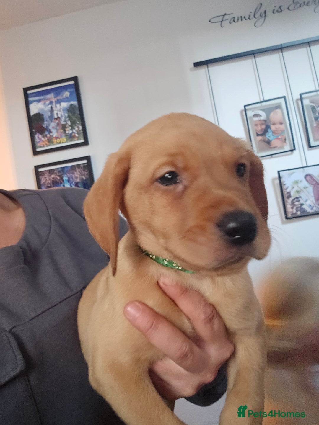 Labrador Retriever dogs for sale: Ready now ***Kc registered labrador retrievers  - Image 9