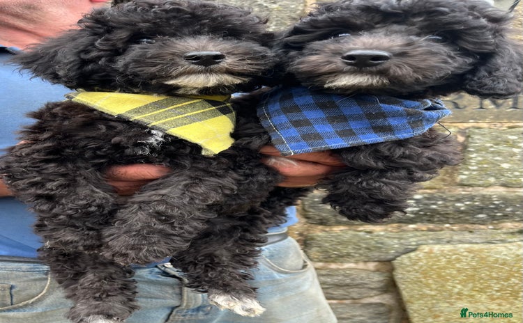 Miniature Poodle dogs - Advert 4