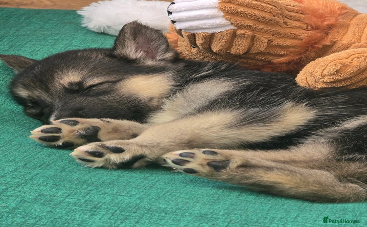 Mixed Breed dogs - Advert 1