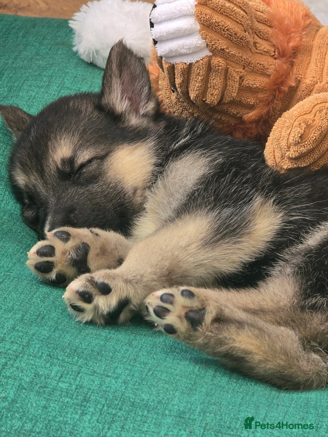 Mixed Breed dogs for sale: Female Shepkita Puppy - Image 1