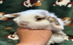 Mini Lop rabbits for sale: Beautiful Baby Mini lops ready now  - Image 7