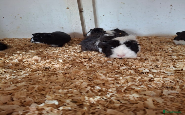 Guinea Pig rodents - Advert 2