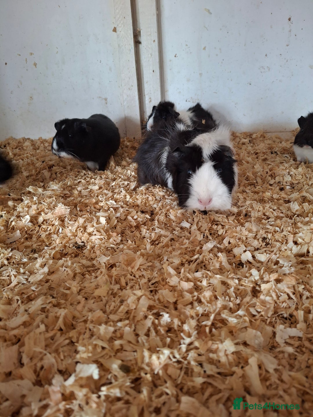 Guinea Pig rodents for sale: Female guinea pigs, various ages - Image 1
