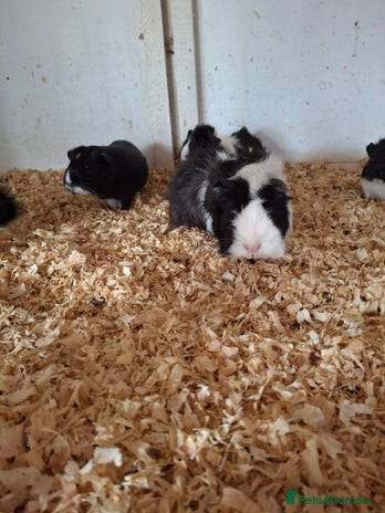 Guinea Pig rodents - Advert 10