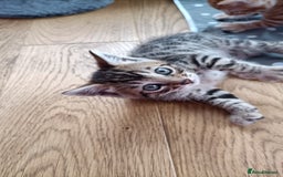 Bengal cats for sale: Bengal girl kitten  - Image 3