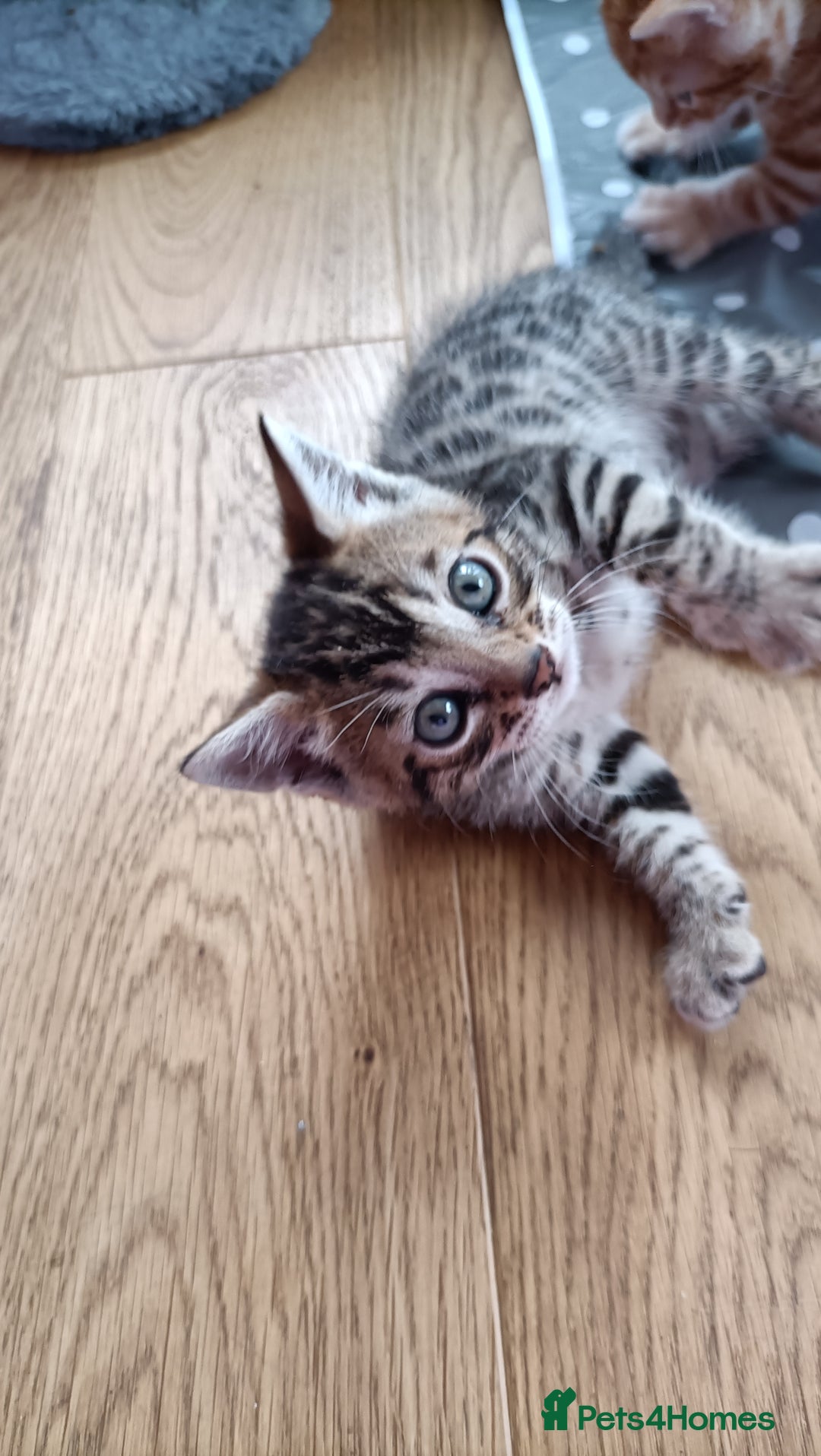 Bengal cats for sale: Bengal girl kitten  - Image 3