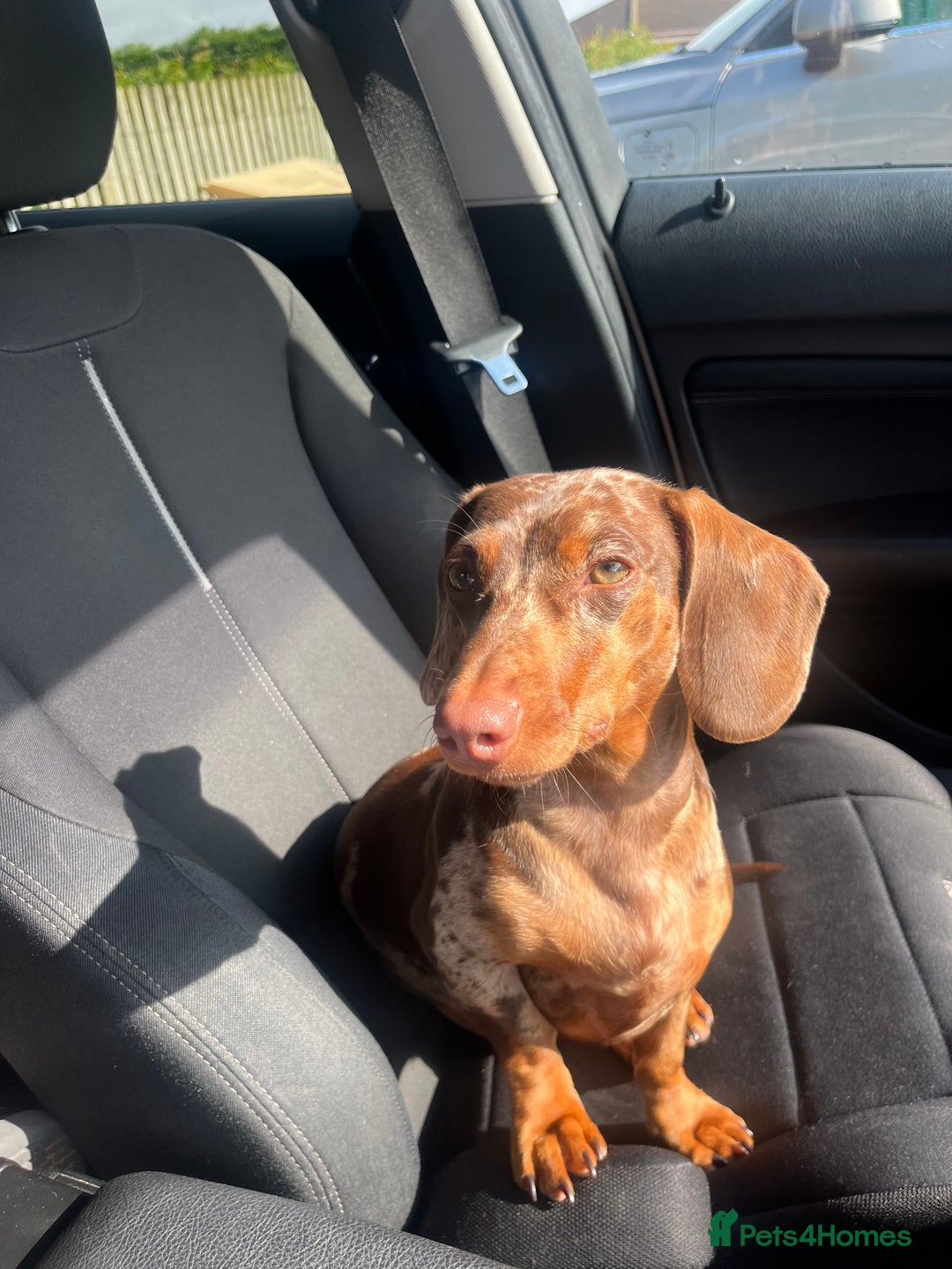 Miniature Dachshund dogs for sale: Two girl dashhounds  - Image 3