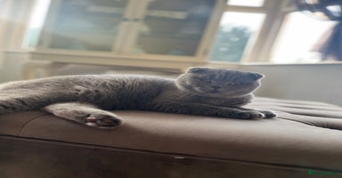 Scottish Fold cats - Advert 5