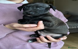Italian Greyhound dogs for sale: 🐾kc registered Italian greyhound puppies 🐾 - Image 31