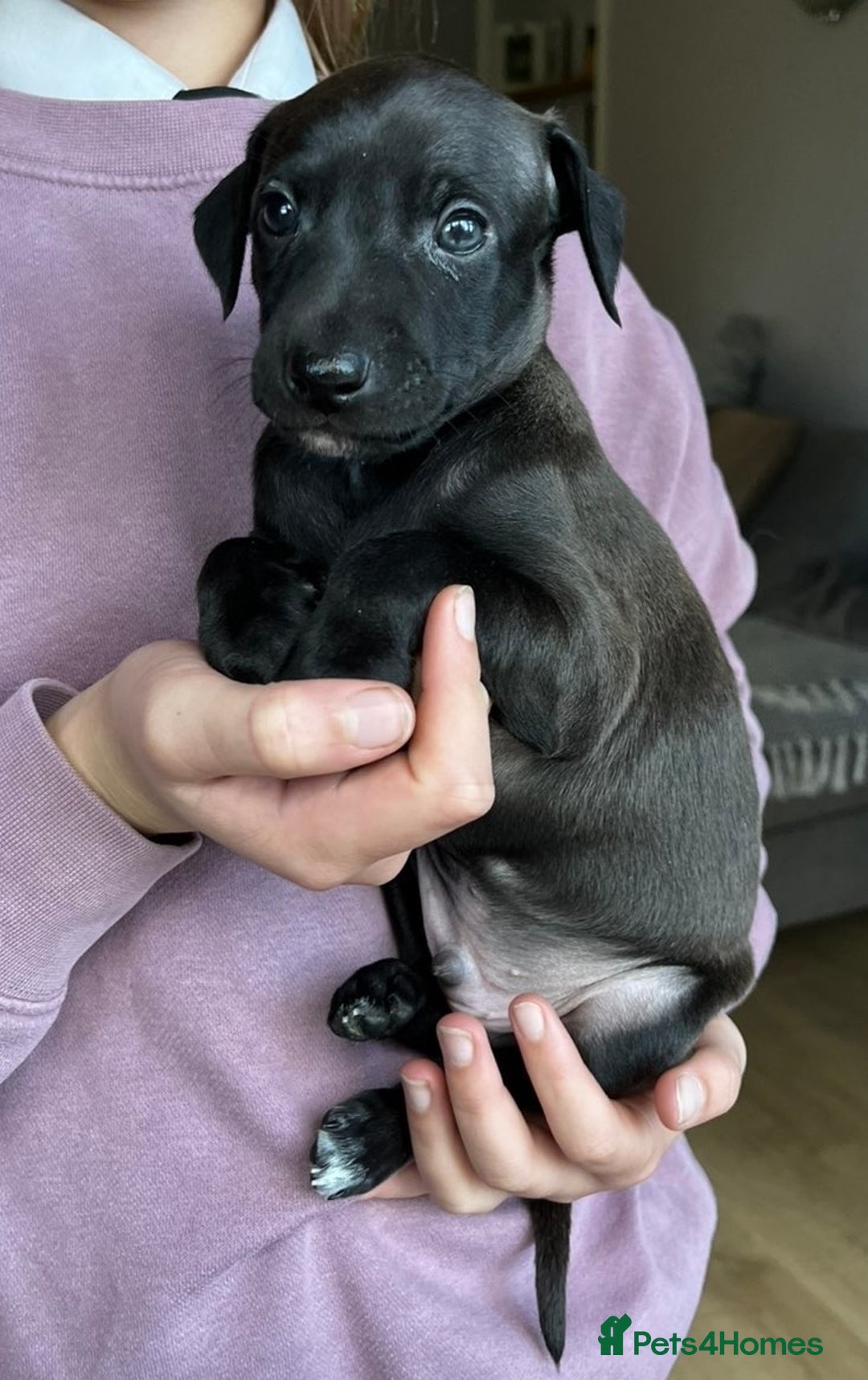 Italian Greyhound dogs for sale: 🐾kc registered Italian greyhound puppies 🐾 - Image 31
