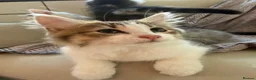 Mixed Breed cats for sale: 4 mixed breed babies - Advert 5