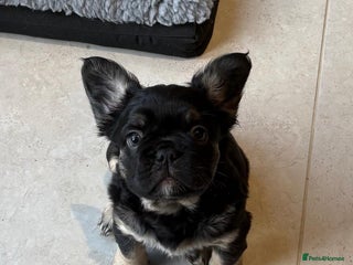 French Bulldog dogs Visual Fluffy French Bulldogs x 4 Male - Advert 13