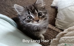 Mixed Breed cats for sale: Kittens Long Hair and Short Hair - Image 5