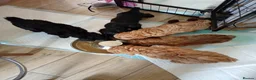Mixed Breed dogs for sale: Corgipoo x Cockerpoo F2b - Advert 29