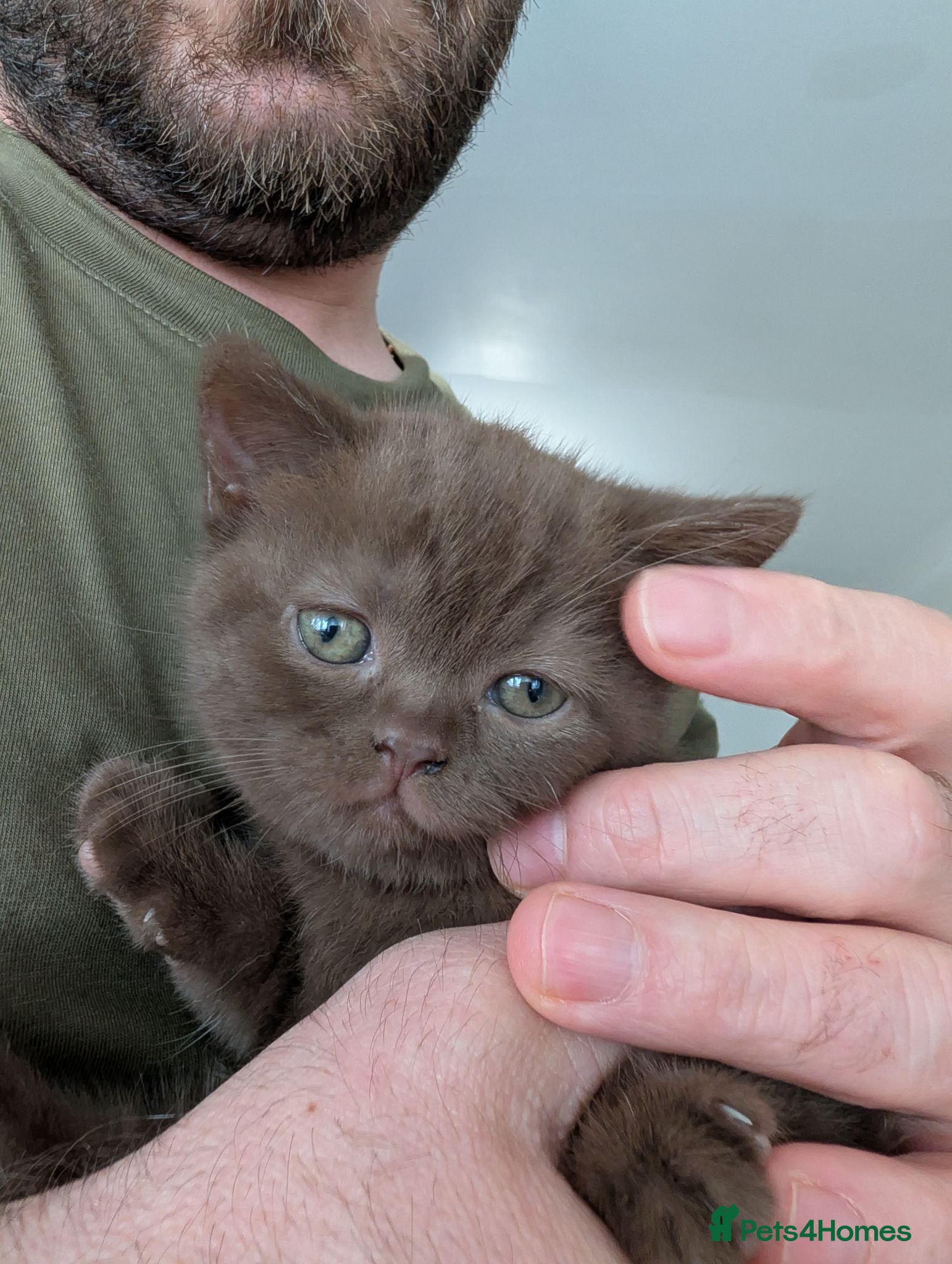 British Shorthair cats Pure British shorthair kittens  - Advert 1