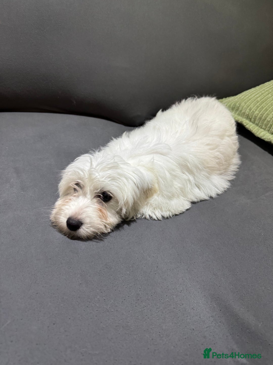 Coton De Tulear dogs for sale: Coton de tulear puppies for sale  - Advert 7