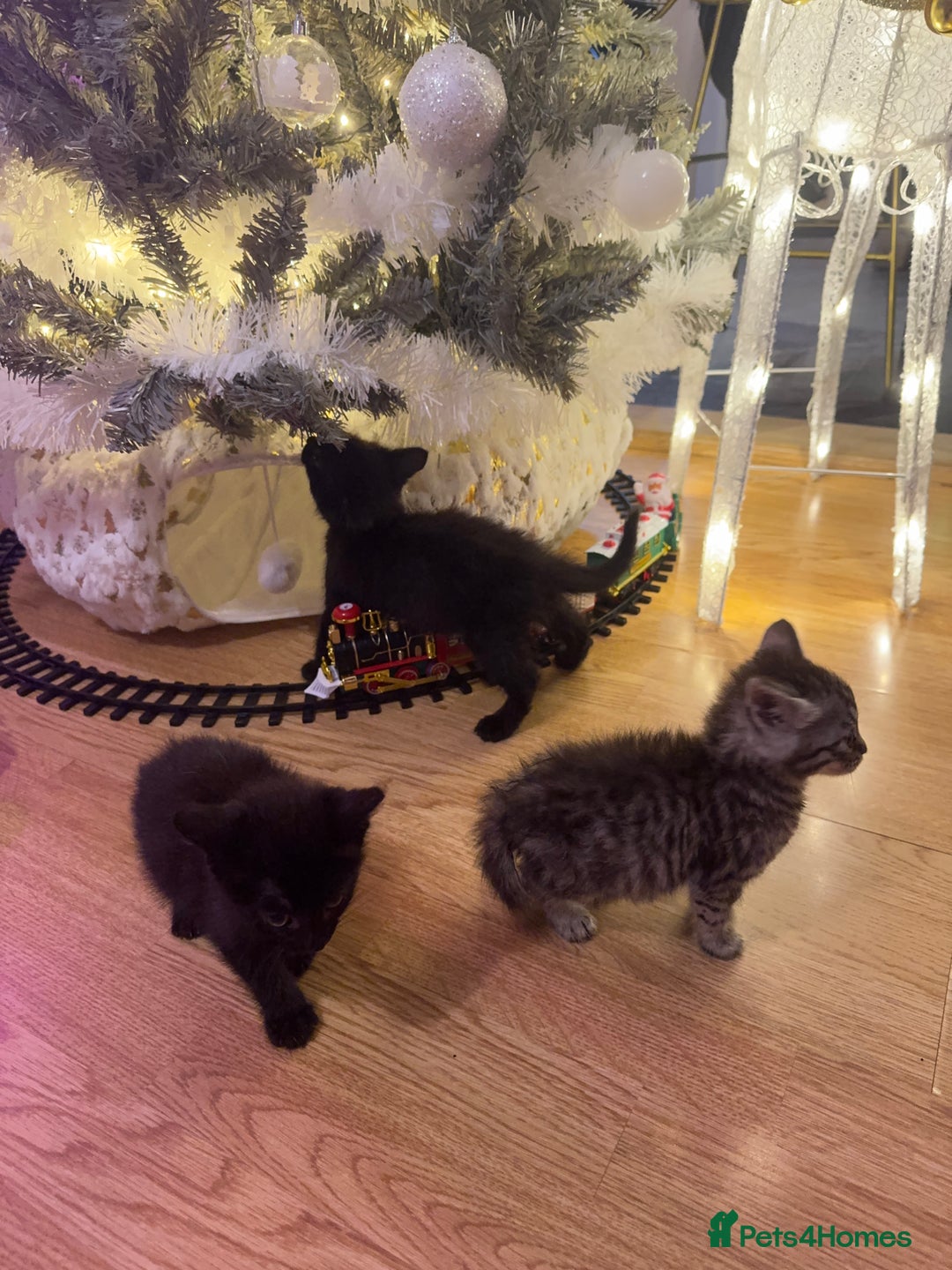 Egyptian Mau cats for sale: TICA REG SNOW SILVER & SMOKE EGYPTIAN MAU X BENGAL - Advert 5