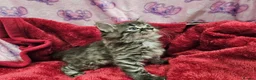 Bengal cats for sale: Bengal kitten's mix - Advert 2