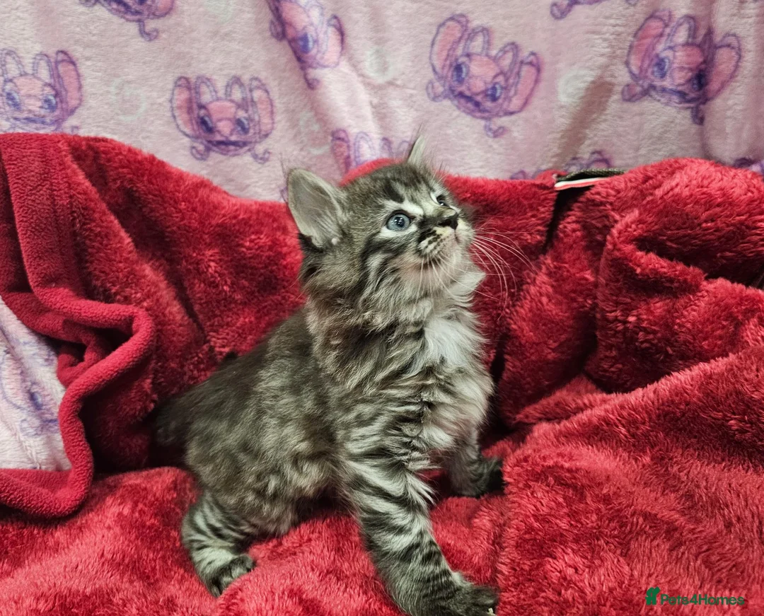 Bengal cats for sale: Bengal kitten's mix - Advert 2