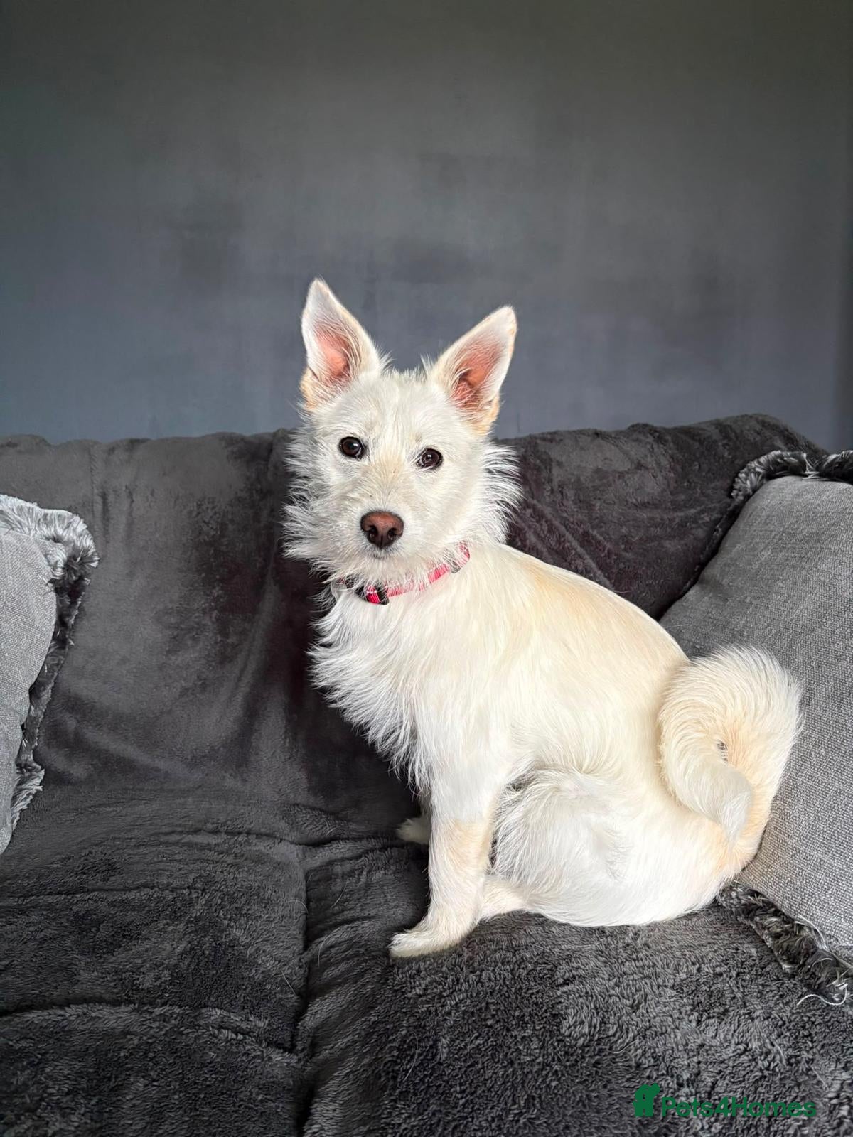 Mixed Breed dogs ❤️SNOWY❤️– SMALL, SWEET & SOCIAL GIRL - Advert 1