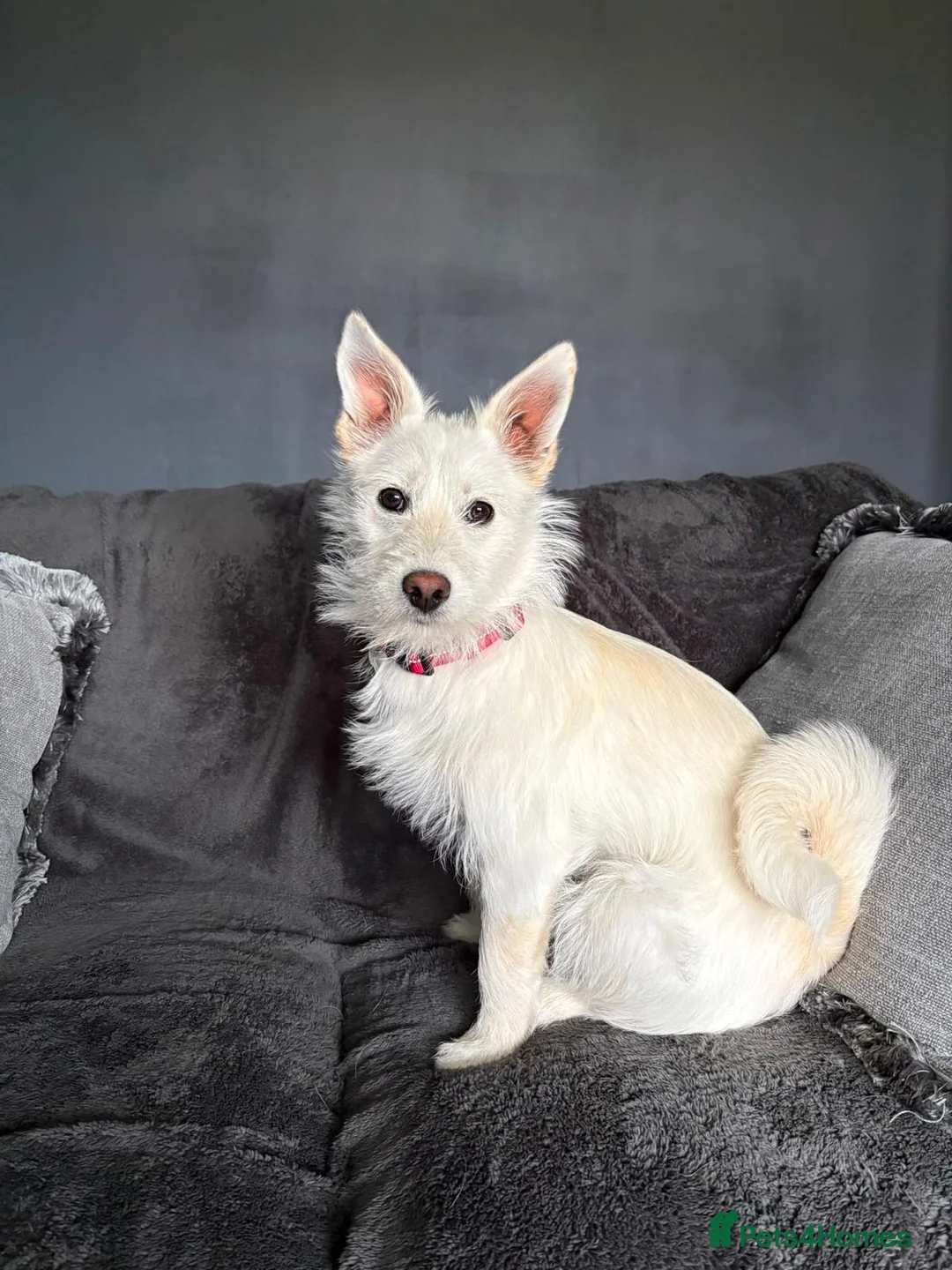 Mixed Breed dogs for adoption: ❤️SNOWY❤️– SMALL, SWEET & SOCIAL GIRL - Advert 1