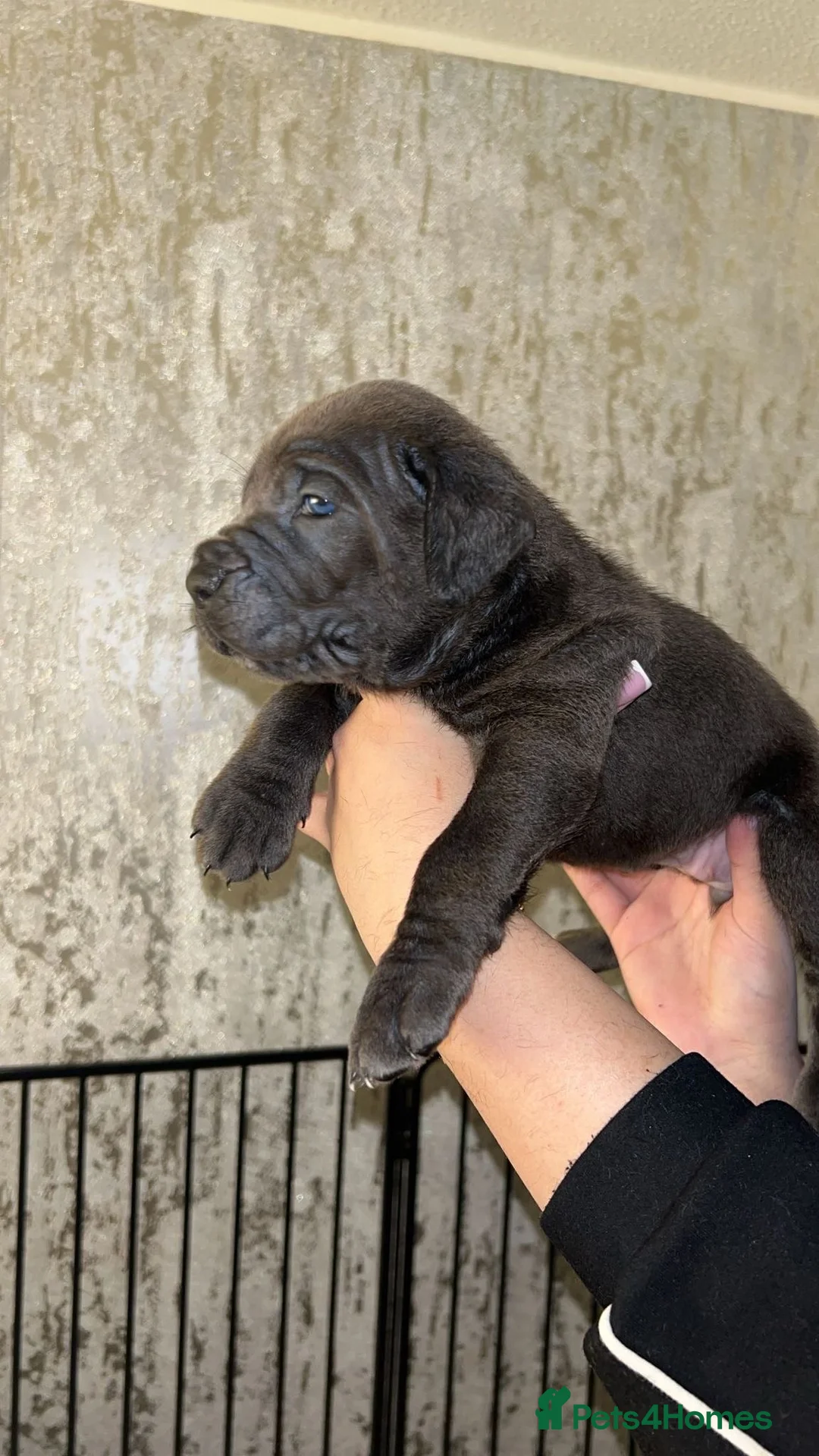 Cane Corso dogs for sale: Pure Blue Cane Corso puppies for sale - Advert 16