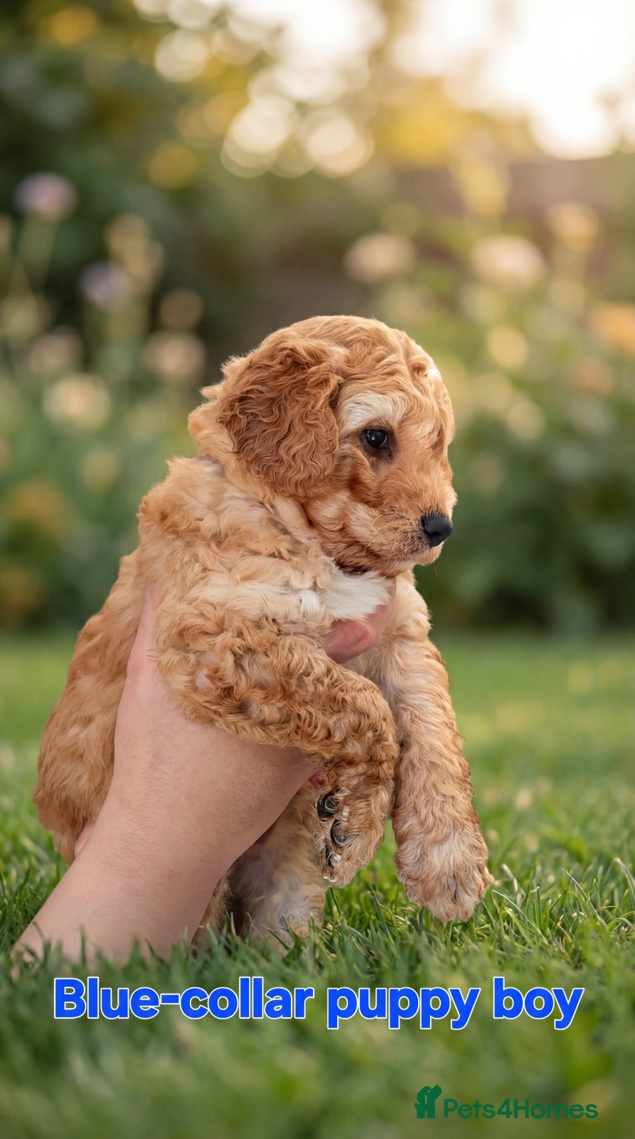 Cockapoo dogs F1B Mini Cockapoo Puppies 2Girls & 4Boys Available - Advert 2