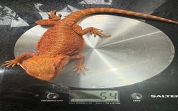 Bearded Dragon reptiles for sale: RED MONSTER LINE & G STRIEP - Image 4