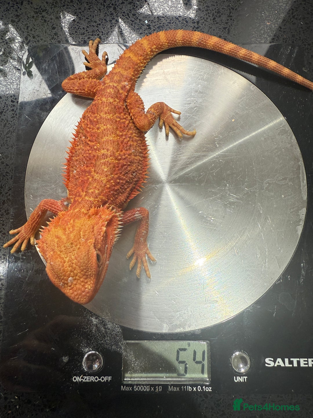 Bearded Dragon reptiles for sale: RED MONSTER LINE & G STRIEP - Image 4