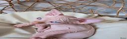 Sphynx cats for sale: Beautiful Canadian Sphynx Kittens Available 💎 - Advert 8