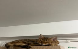 Bengal cats for sale: Full pedigree Bengal female - Image 3