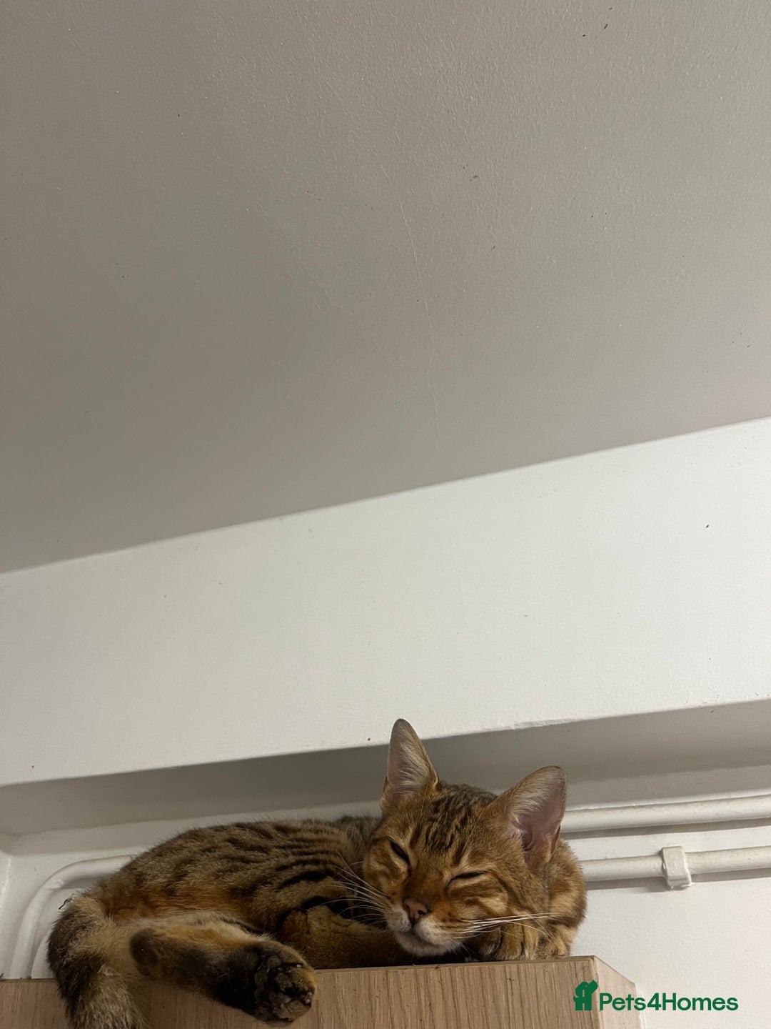 Bengal cats for sale: Full pedigree Bengal female - Image 3