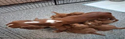 Cockapoo dogs for sale: Red Cockapoo Puppy  - Advert 2