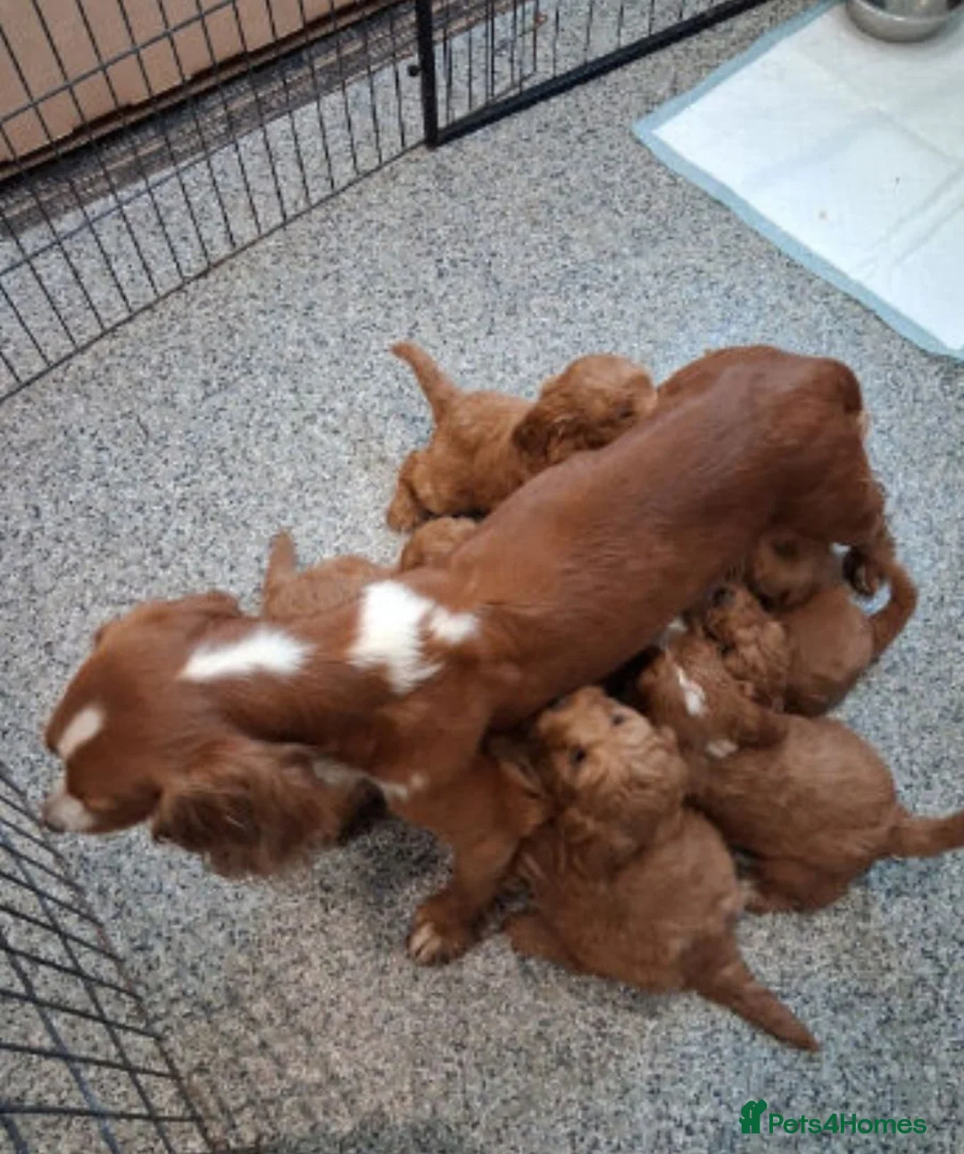 Cockapoo dogs for sale: Red Cockapoo Puppy  - Advert 2