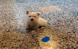 West Highland Terrier dogs for sale: Westie puppies for sale - Image 9